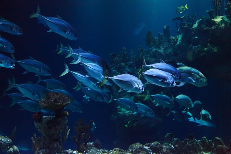 Underwater Coral Cove